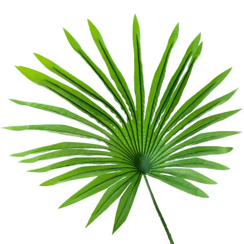 Green tropical palm leaf symbolizing natural remedies for prostate health on white background